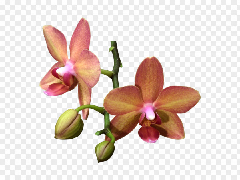 Euclidean Flower Moth Orchids Plant PNG