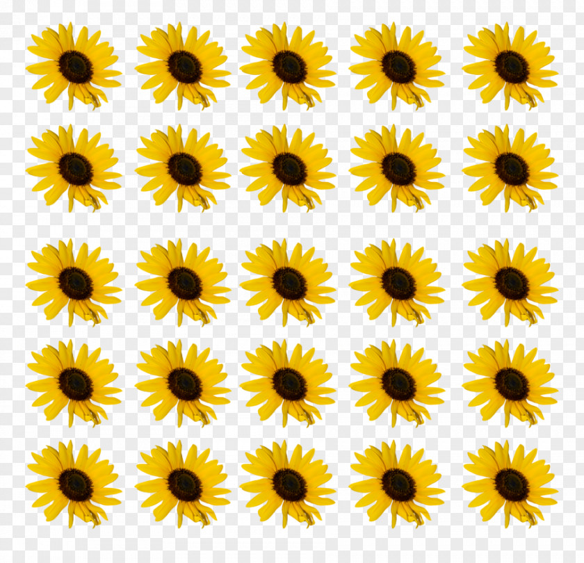 Sunflower Drawing Facial Clip Art PNG