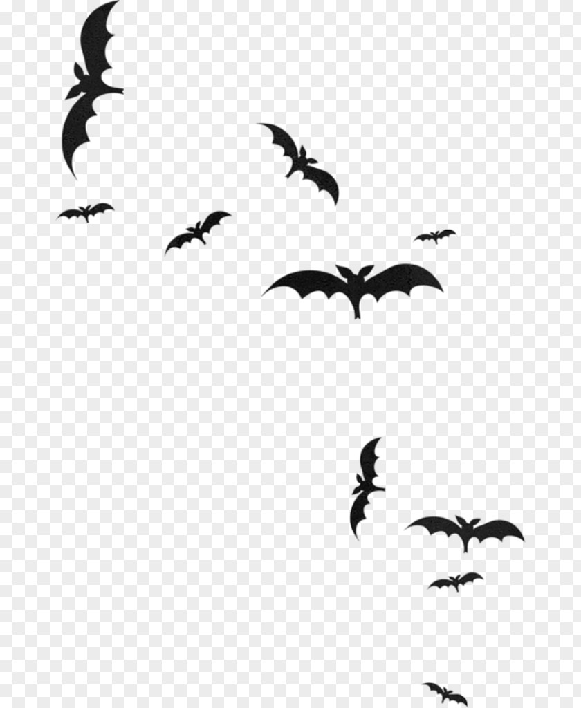 Bats Microbat Photography Clip Art Image PNG