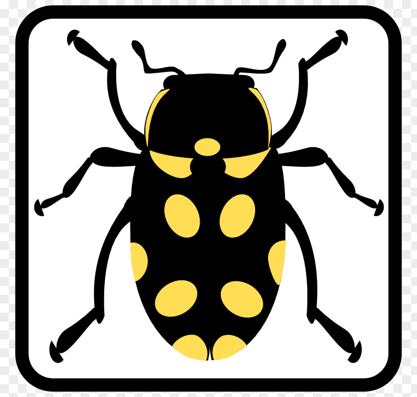 Beetle Butterfly Clip Art PNG