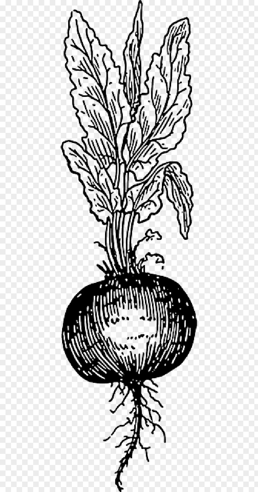 Beetroot Beetroots Drawing Clip Art Vegetable PNG