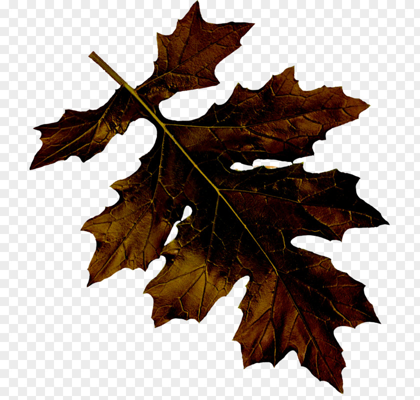 Leaf Maple Euclidean Vector PNG