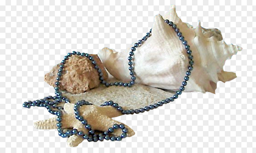 Ocean Starfish Mollusc Shell Seashell PNG