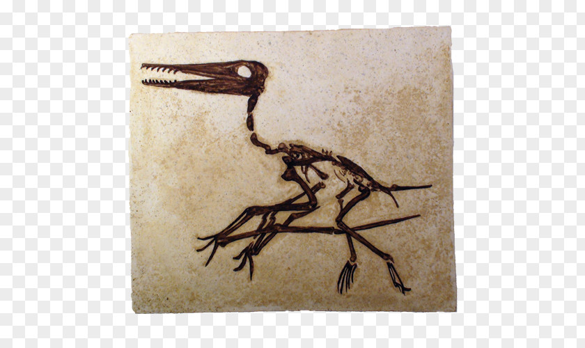 Prayer Pterosaurs Pterodactyls Fossil Flying Reptiles Darwinopterus PNG