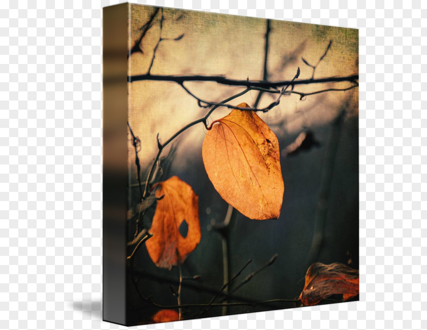 Wood Picture Frames Canvas Print Still Life Photography Printing PNG