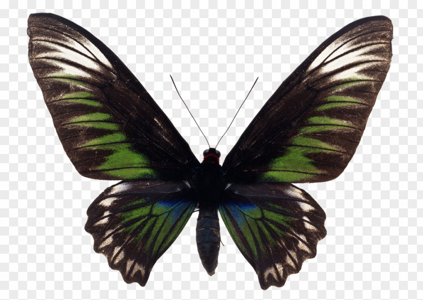 Butterfly Illustration Photography Image PNG