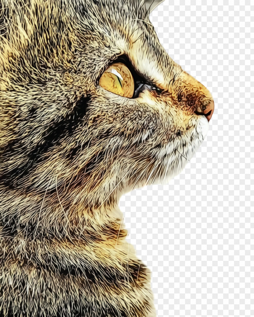 Closeup Nose Cat Small To Medium-sized Cats Whiskers Tabby European Shorthair PNG