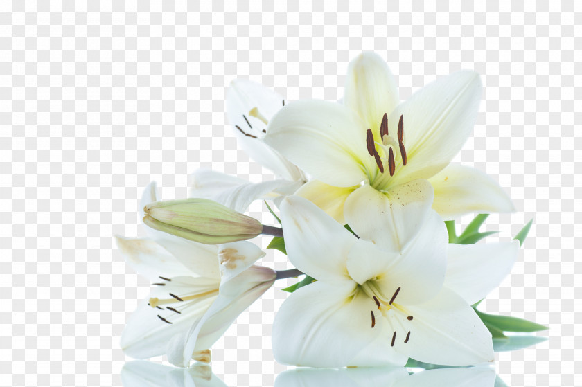 Flower Madonna Lily Cut Flowers Royalty-free Stock Photography PNG
