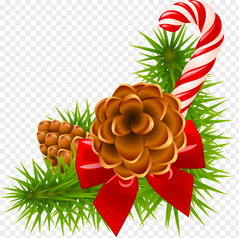 Pine Cone Common Holly Candy Cane Mistletoe Christmas Clip Art PNG