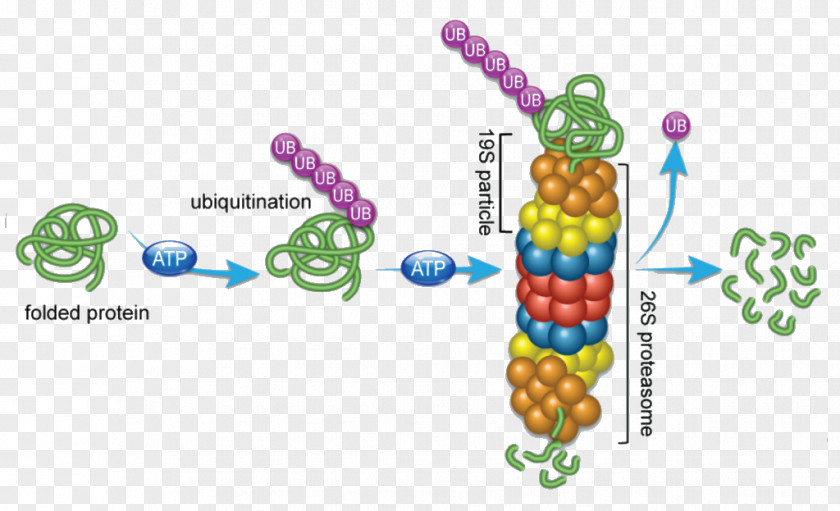 Proteostasis Proteasome Ubiquitin Cancer Protein PNG