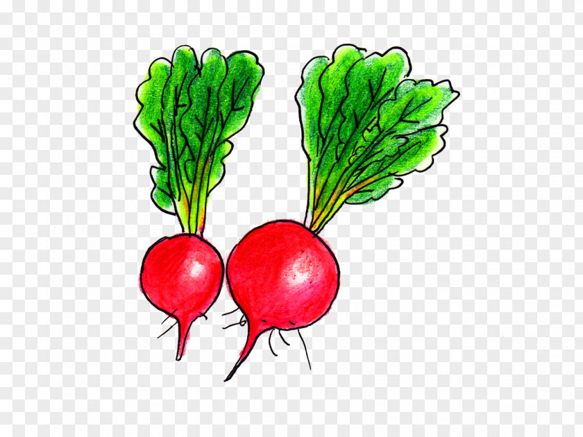 Radish Greens Budi Daya Food Tomato PNG