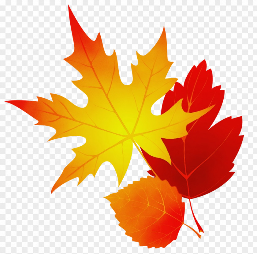 Silver Maple Sweet Gum Autumn Leaf Drawing PNG