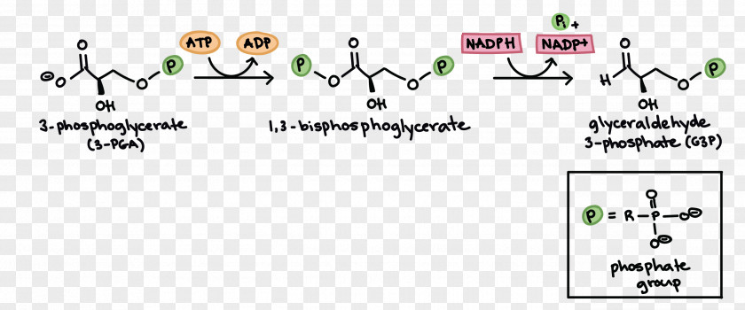 Calvin Cycle Citric Acid Light-independent Reactions Photosynthesis Cellular Respiration PNG