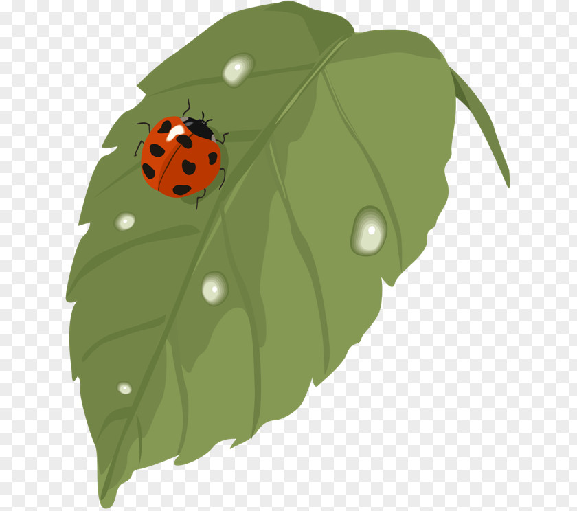 Ladybug Download Clip Art PNG