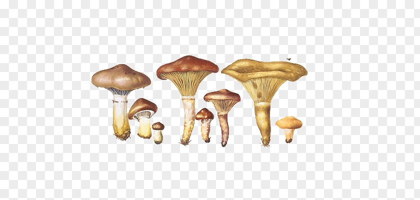 Cute Mushroom Group Bolbitius Titubans Boletus Drawing Fungus PNG