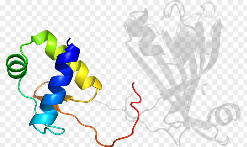 Cytochrome P450 Reductase Clip Art Illustration Graphic Design Logo Product PNG