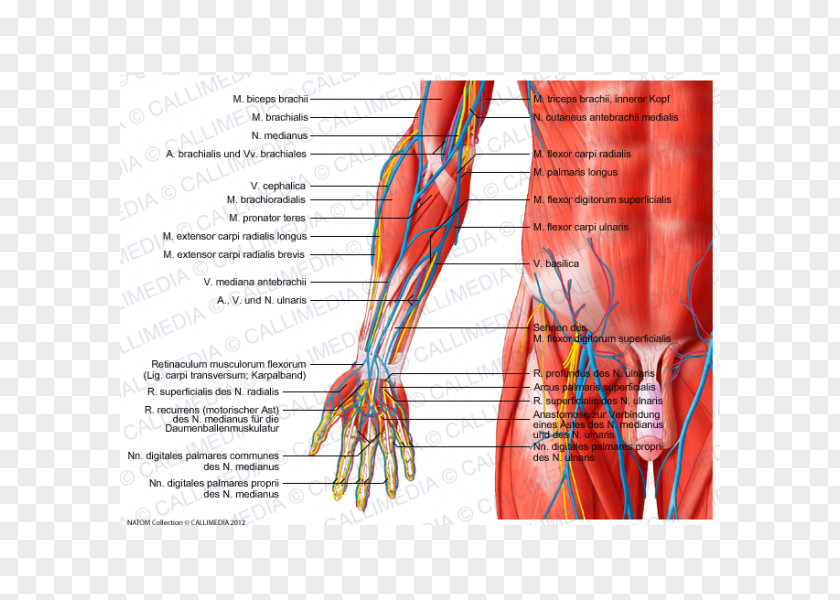 Hand Anterior Compartment Of The Forearm Muscle Anatomy Elbow PNG