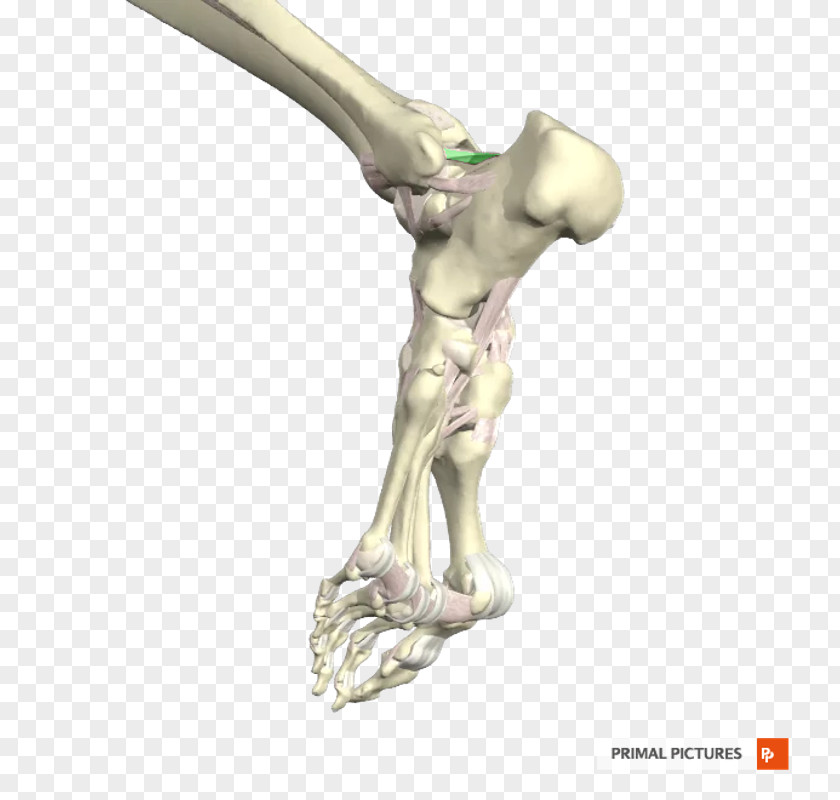 Ligament Posterior Talofibular Ankle Joint Anterior PNG