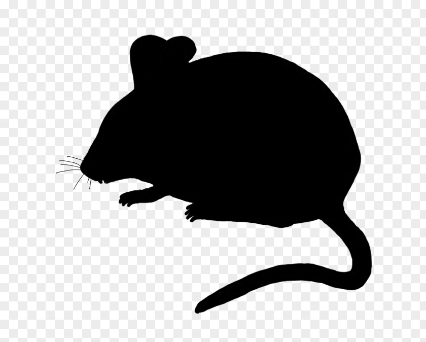 Rat Muridae Pest Mouse Muroidea PNG