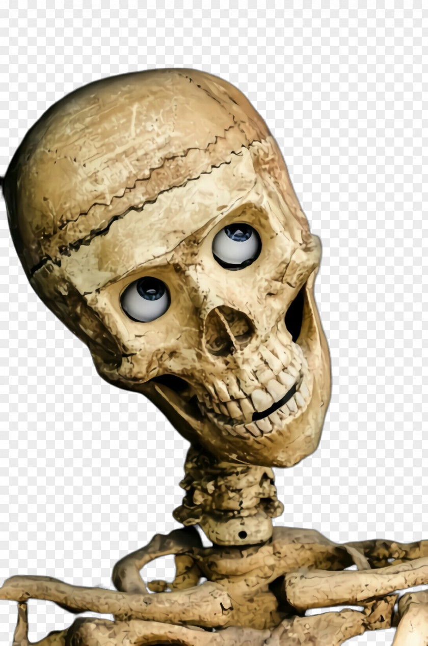 Skull Bone Head Skeleton Anthropology PNG