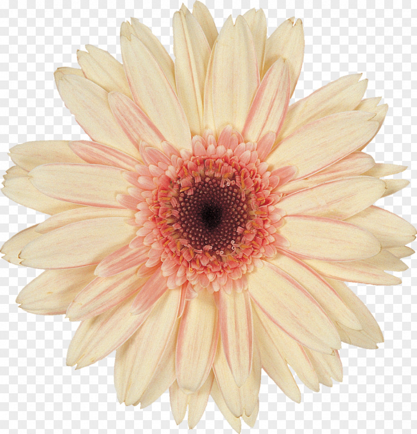 Small Fresh Pink Flower Transvaal Daisy Common Cut Flowers Clip Art PNG