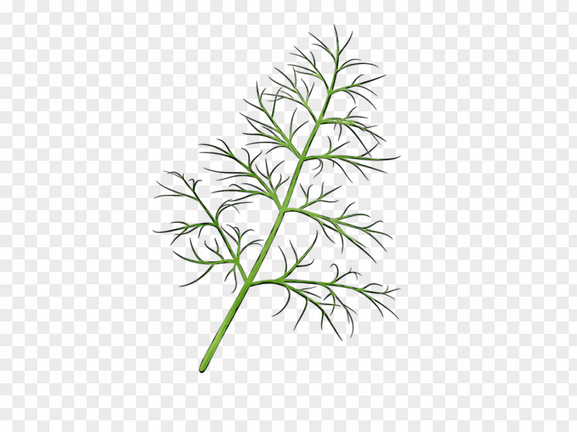Twig Plant Stem Leaf Line Grasses PNG