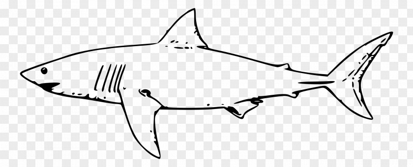 Big White Shark Great Hammerhead Isurus Oxyrinchus Clip Art PNG