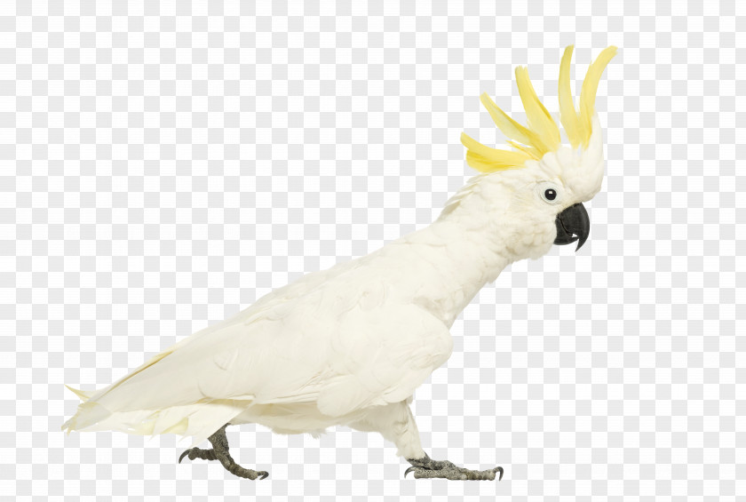 Bird Cockatiel Sulphur-crested Cockatoo PNG
