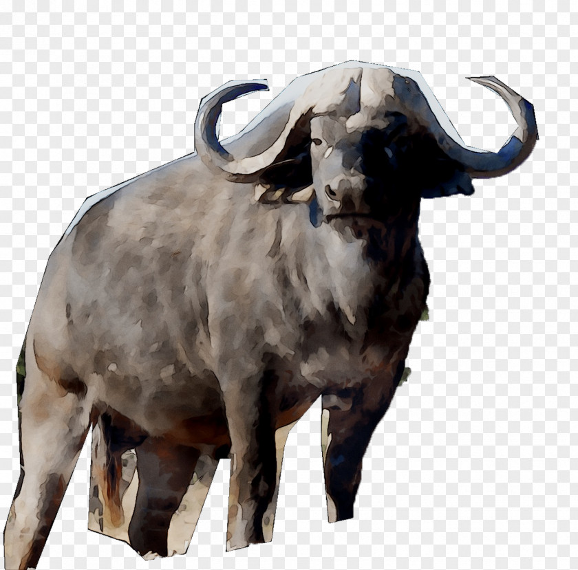 Cattle Ox Goat Terrestrial Animal Snout PNG