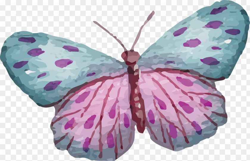 Creative Colorful Butterfly Nymphalidae PNG