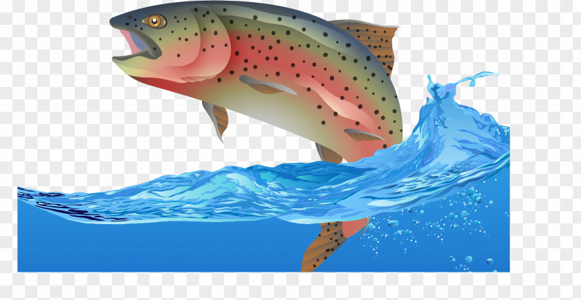 Fly Fish Vector Rainbow Trout Euclidean PNG