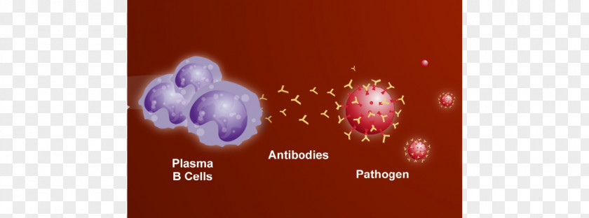 Nose And Virus Cells Plasma Cell B Antibody White Blood PNG