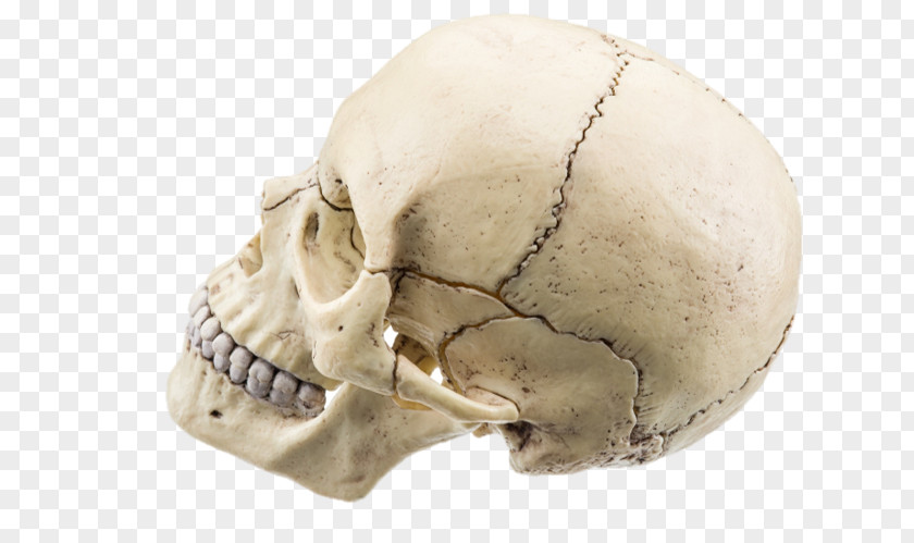 Skull Stock Photography Royalty-free PNG