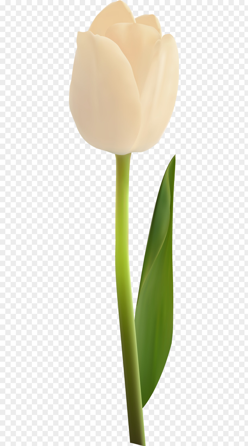 Vector Tulip 37 Petal Plant Stem Flowering PNG