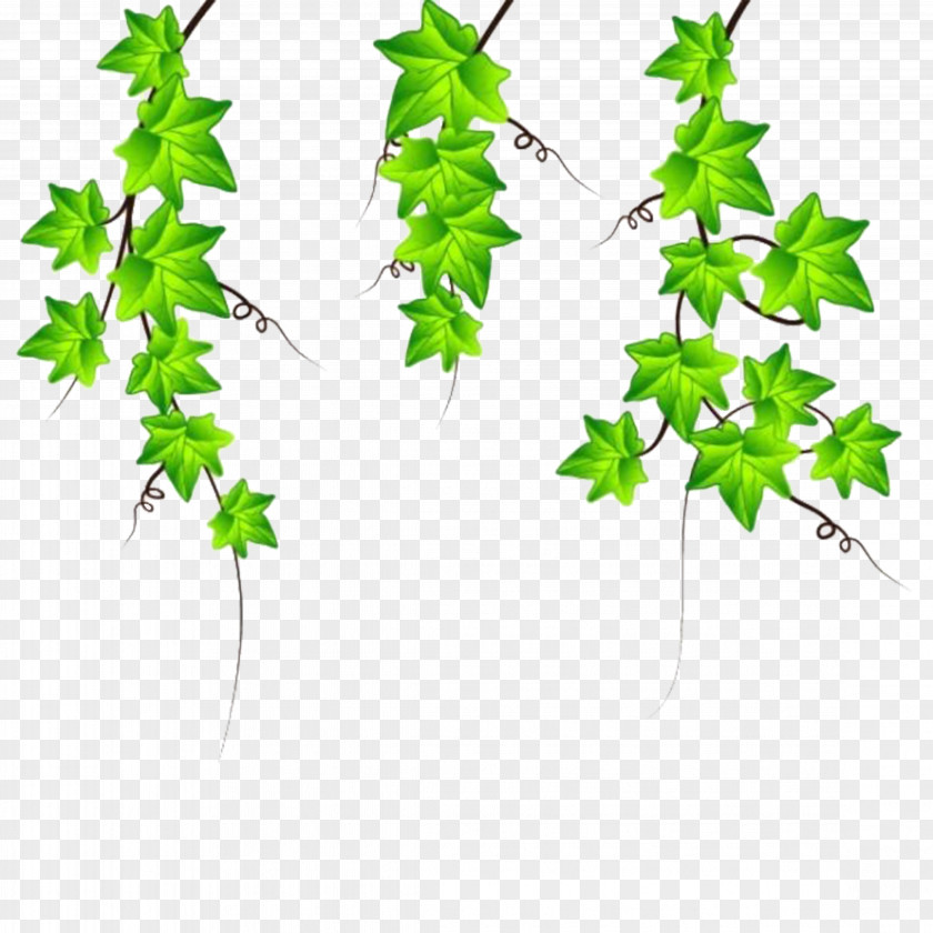 Vines Are Available For Free Download Drawing Ivy Clip Art PNG