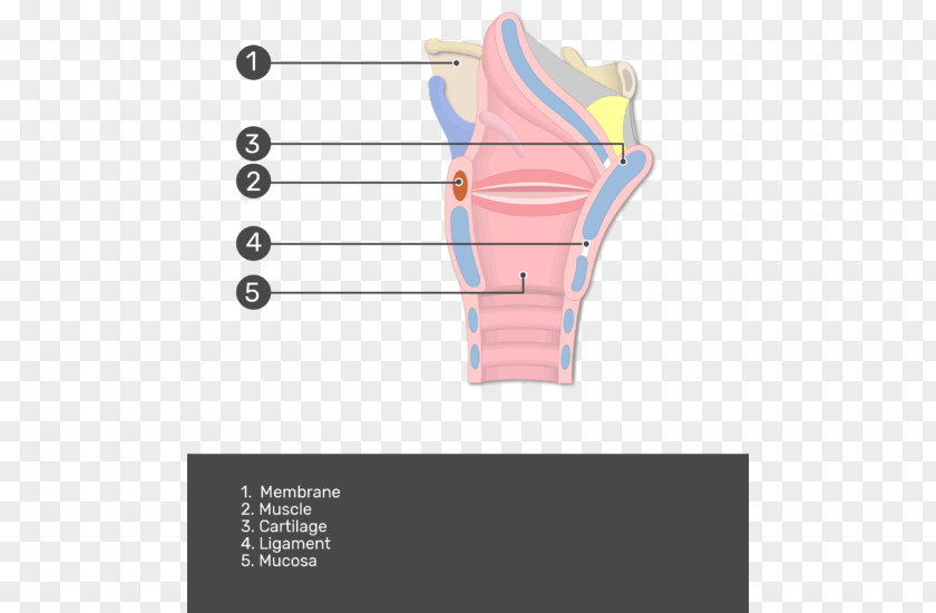 Vocal Cords Muscles Of The Larynx Anatomy Mucous Membrane PNG