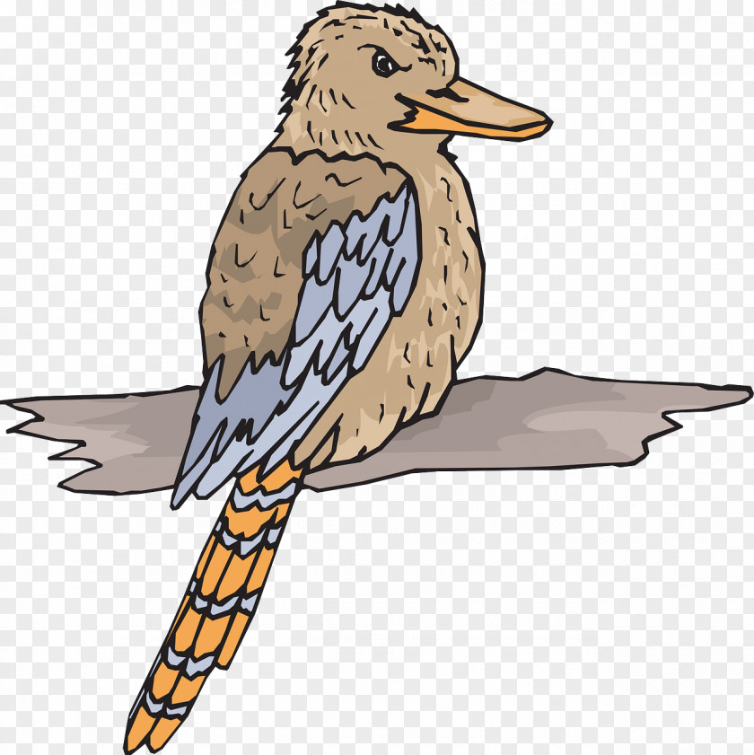 Bird Laughing Kookaburra Clip Art PNG