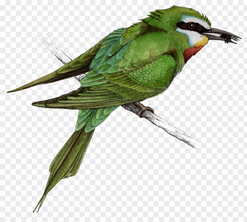 Feather Macaw Parakeet Beak Fauna PNG