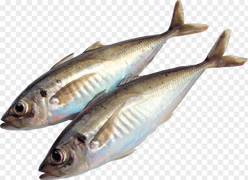 Fish Food Sardine Meat PNG