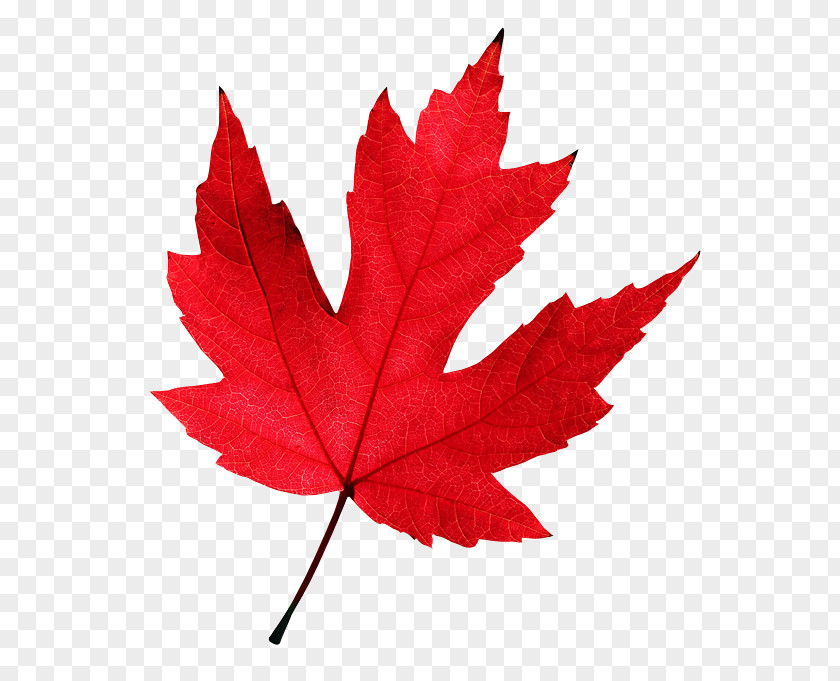 Maple Leaf Background Autumn Color Red PNG