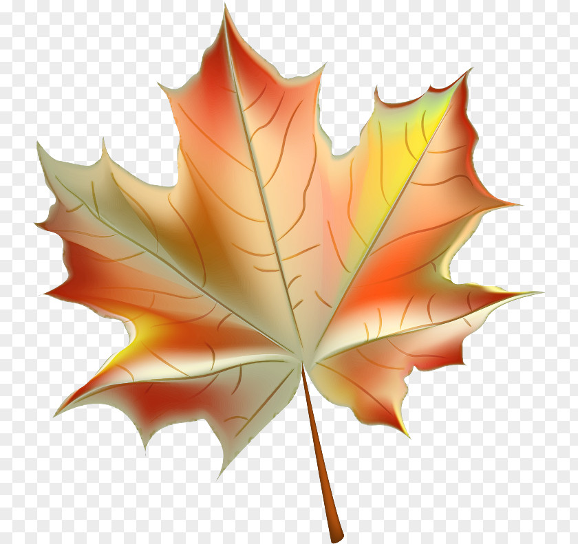 Maple Deciduous Leaf PNG