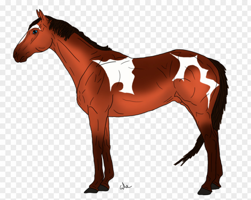 Natural Disaster Mane Mustang Stallion Mare Rein PNG