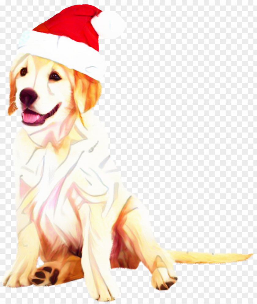 Party Hat Costume Golden Retriever Background PNG