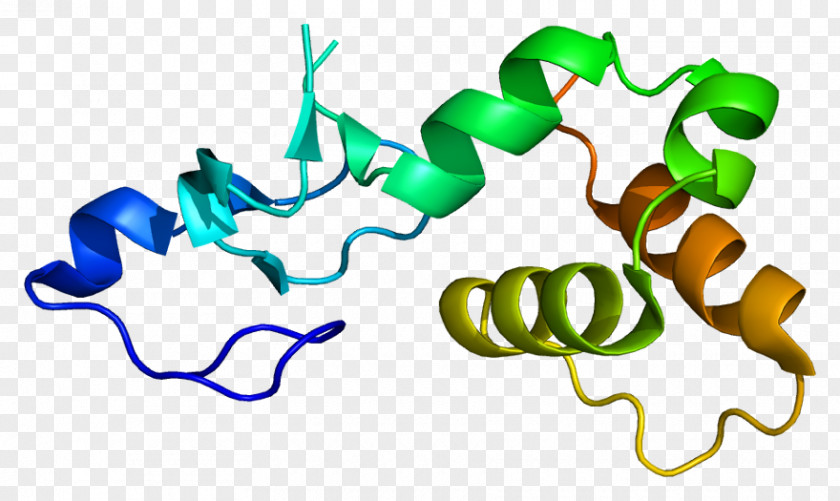 Protein P53 RFFL Gene Ubiquitin Ligase PNG