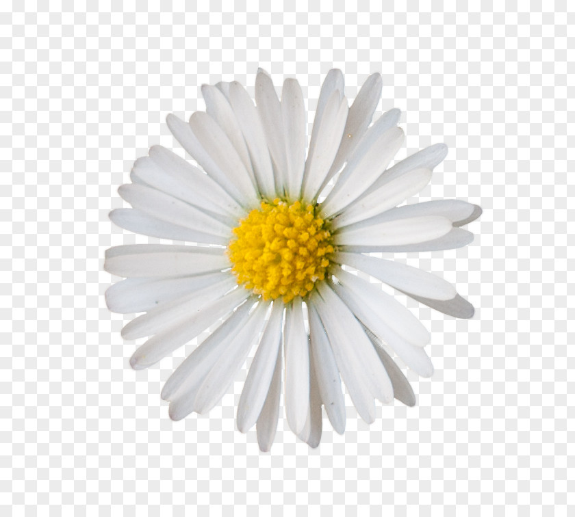 Small Daisy GIMP Blume Common Oxeye Clip Art PNG