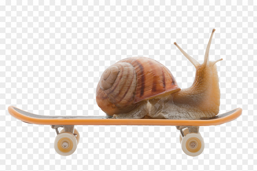 Snails Snail Gastropods Slug Wallpaper PNG