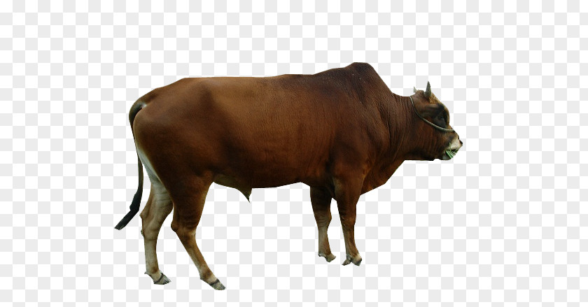 Yellow Cow Dairy Cattle Ox Livestock PNG