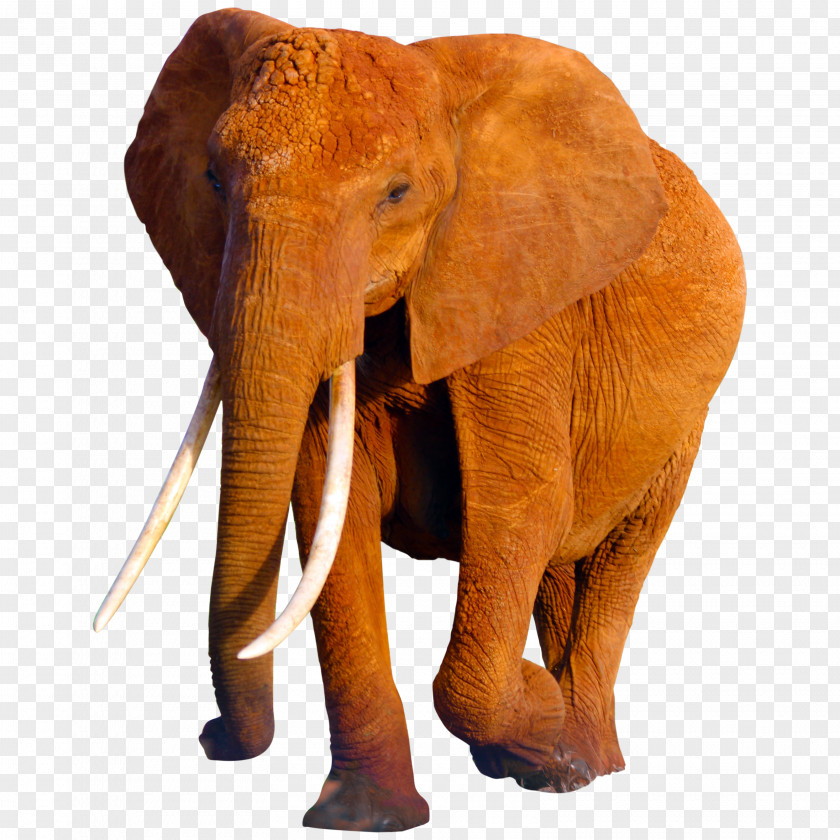 Elephants African Elephant Asian Wildlife PNG
