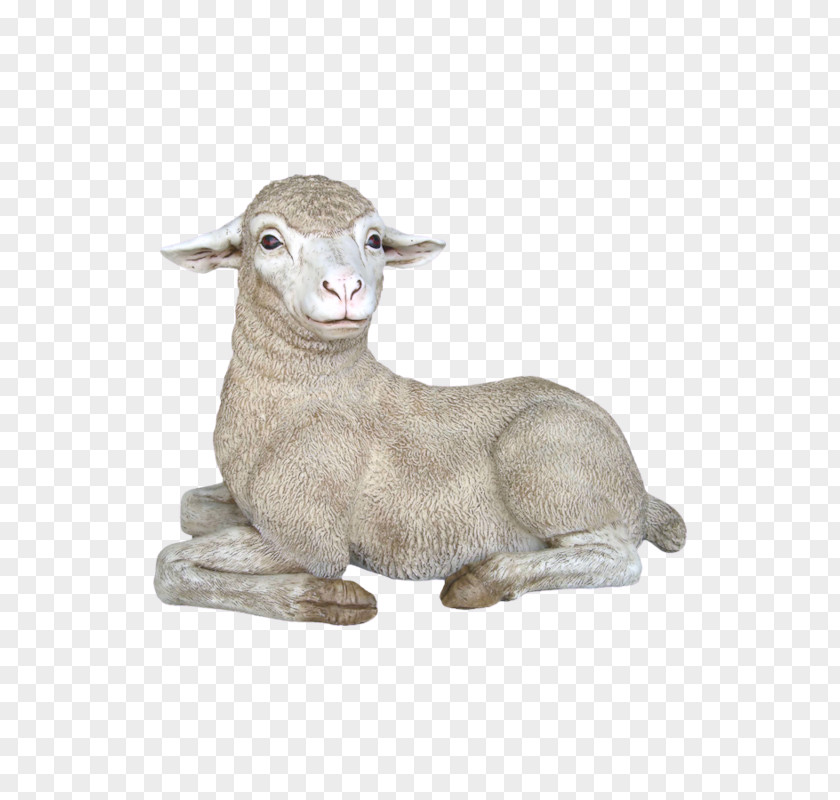Merino Texel Sheep Rove Goat PNG