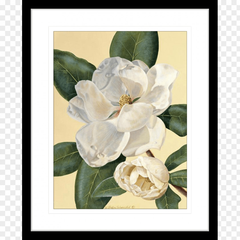 Painting Magnolia Art Printmaking Still Life PNG